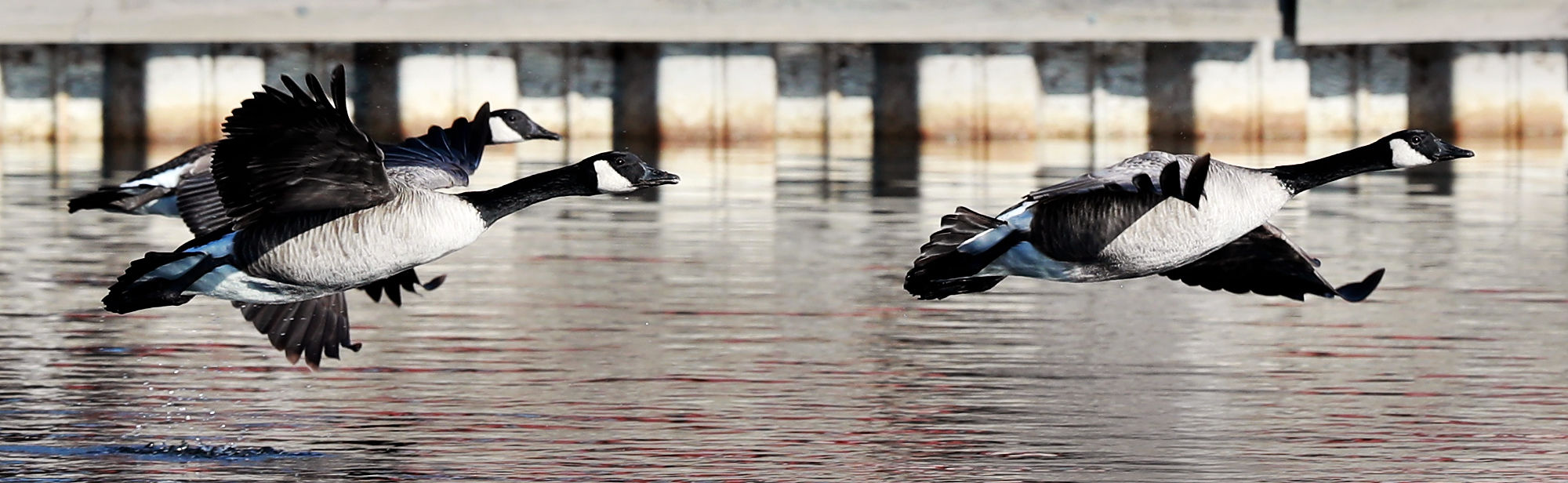 010420_FlyingGeese001_bjs.JPG